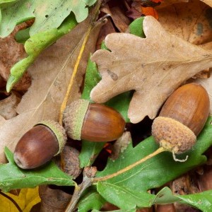 COMPLET ! -  Visite du Parc « Fruits d’automne » 