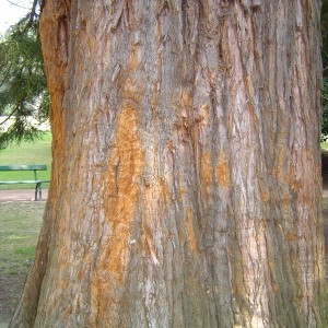 COMPLET ! - Visite du Parc « Les arbres remarquables de l’arboretum de Mariemont» (PM)