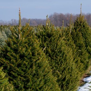 Visite du Parc «Vous avez dit sapin?» 