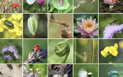 Les aventuriers de la biodiversité