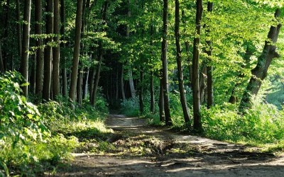 Découverte de la biodiversité du bois de Mariemont 