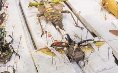 Le monde des insectes - Labo d'entomologie