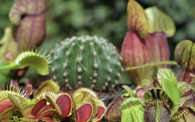 Les plantes mystérieuses et pas comme les autres