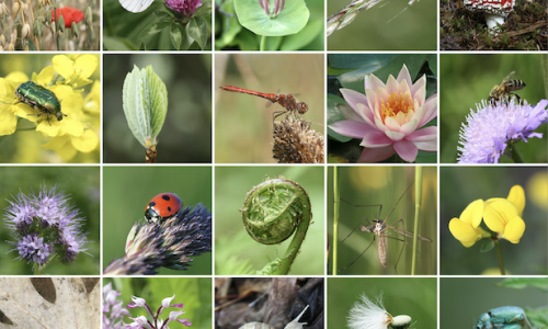 Les aventuriers de la biodiversité