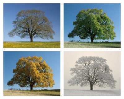 animations d'automne