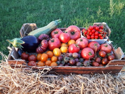 Cet été nous vous proposerons 40 variétés de tomates bio !