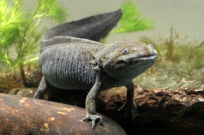 Des axolotls à céder, nés au CRIE !