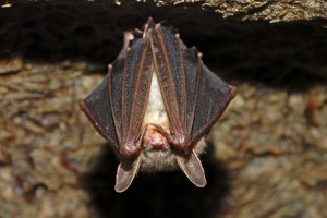 Chauve-souris