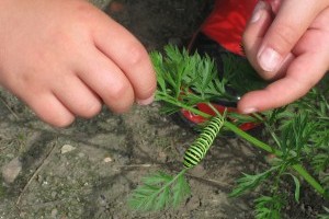 Le monde extraordinaire des insectes