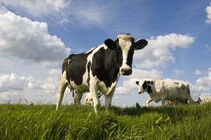 Comment fabriquer une vache ou un poulet ?