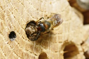 Abeilles et guêpes solitaires