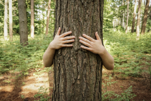 L’arbre en tous sens