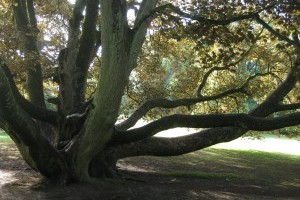 Le Parc de Mariemont, un écosystème