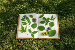 Le petit herbier des arbres du parc