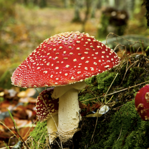 Balade champignons