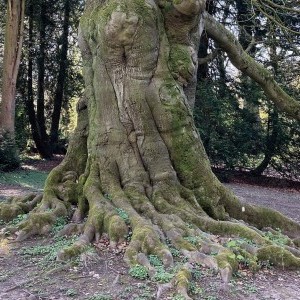Pajawa - Balade familiale parmi les arbres biscornus