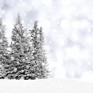 Visite générale du Parc - gratuite