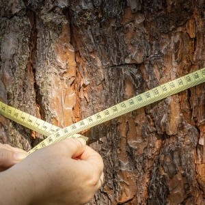 Visite guidée > Les géants du parc sous toutes leurs dimensions
