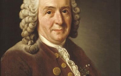 Sur les traces de Linné