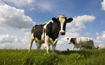 Comment fabriquer une vache ou un poulet ?