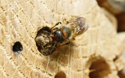 Abeilles et guêpes solitaires