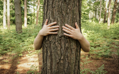 L’arbre en tous sens