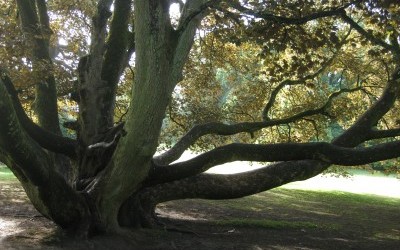 Le Parc de Mariemont, un écosystème