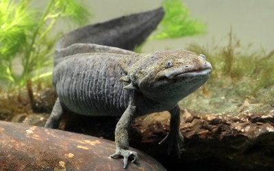 Les axolotls du CRIE