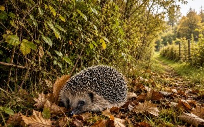 Partir, dormir, résister ou mourir