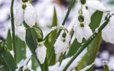 Le printemps se prépare !