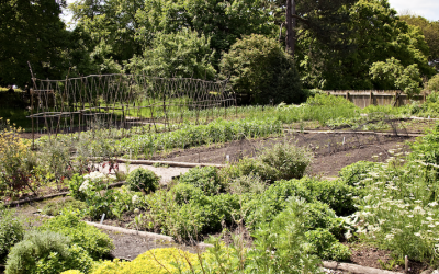 Ca pousse au Potager !