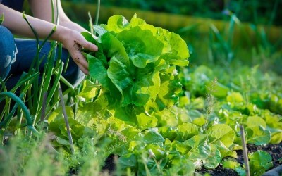 Le potager de Mr Warocqué