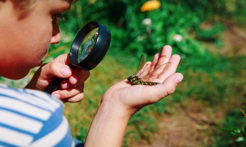 À la rencontre des minuscules : insectes et araignées