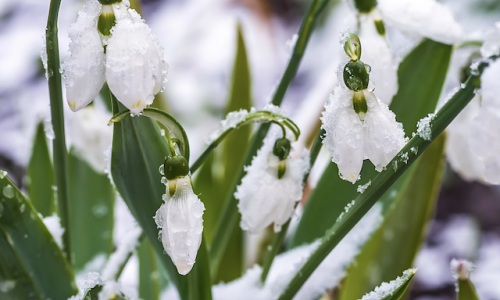 Le printemps se prépare !